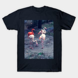 Pink and red flamingos T-Shirt